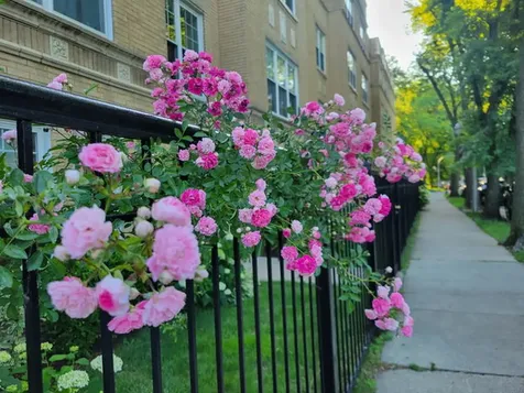 1910 West Chase Avenue Chicago IL 60626