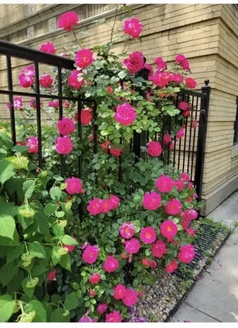 1910 West Chase Avenue Chicago IL 60626