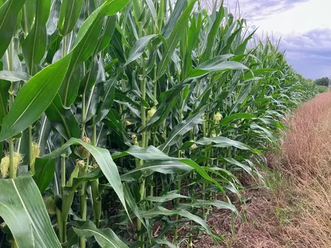 20 AC Butternut Road Oregon IL 61061
