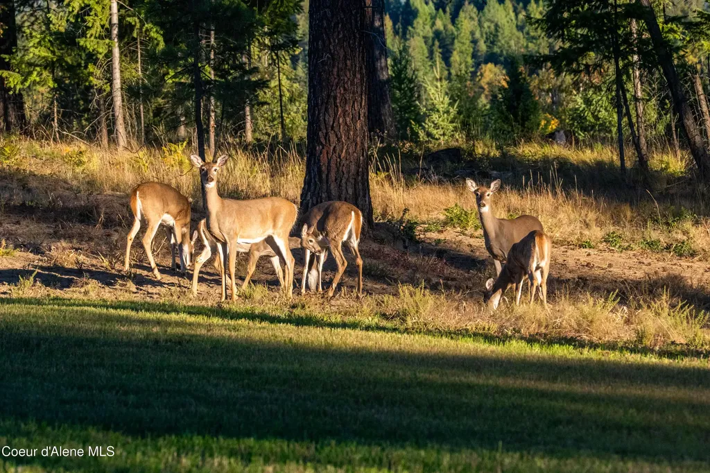 190 Whitetail Lane Bonners Ferry ID 83805