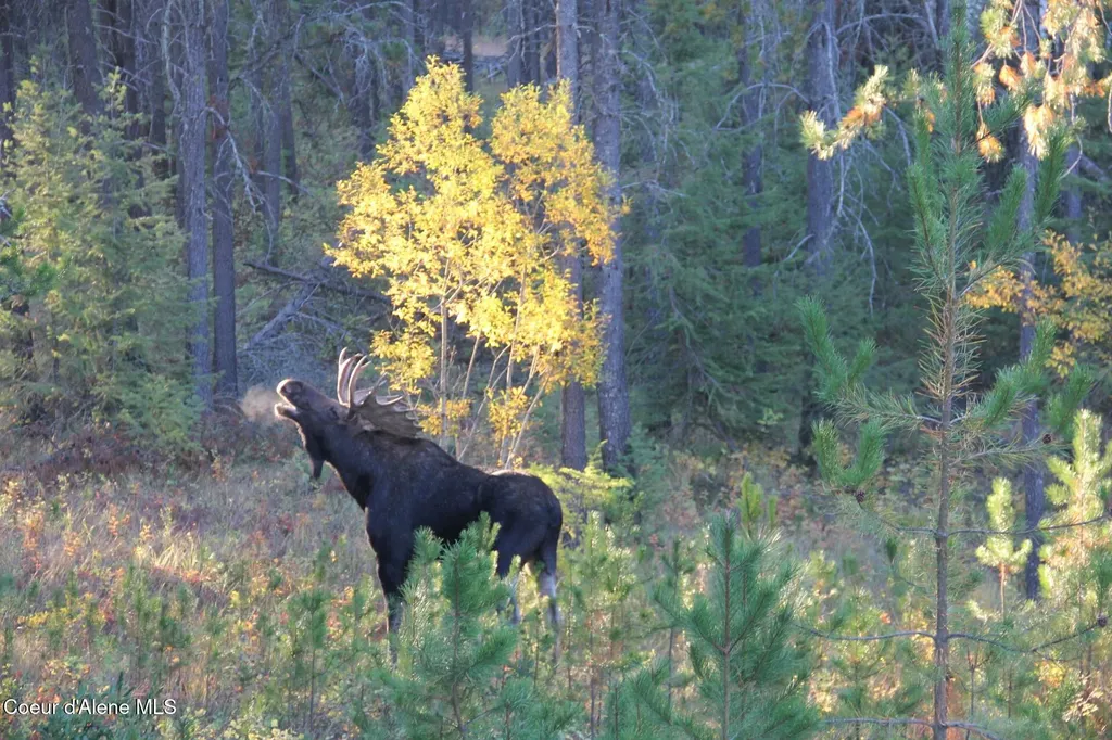 31083 N Riffle Spirit Lake ID 83869