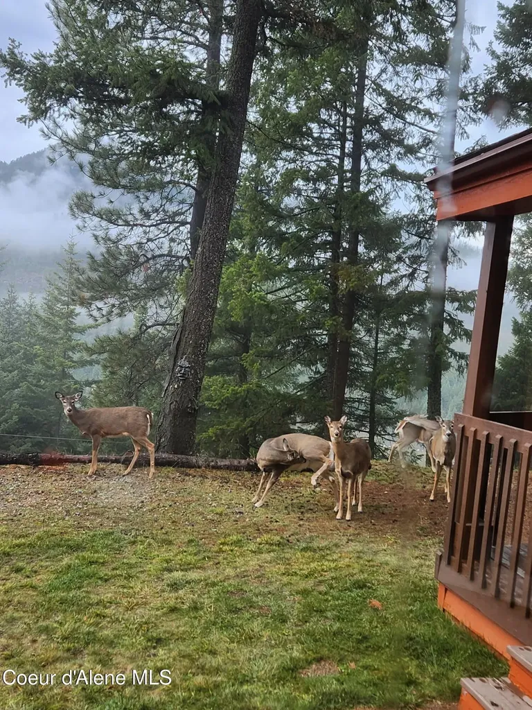 325 Wambli Wahohpi Careywood ID 83809