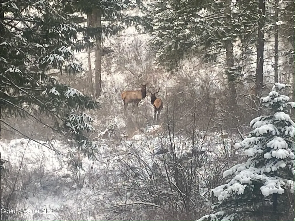 125 Tracker Way Priest River ID 83856