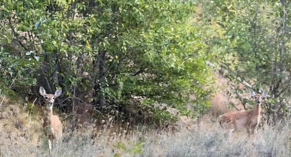 Lot 11 Flying Eagle Drive Harrison ID 83833