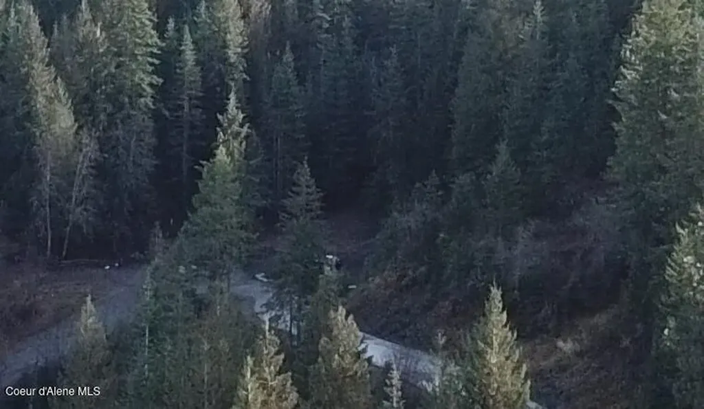 Flying Eagle Lot 19 Harrison ID 83833