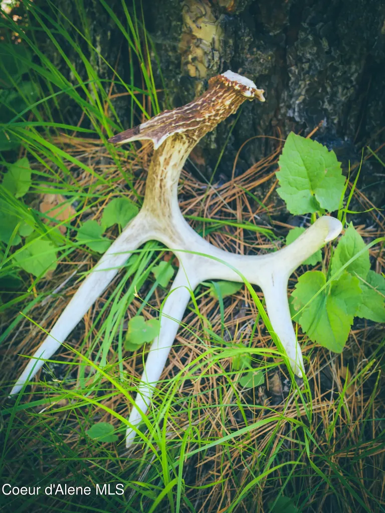 Nna Coldwater Tensed ID 83870