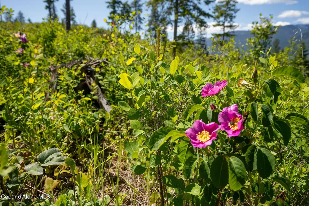 Nna This Way Bonners Ferry ID 83805