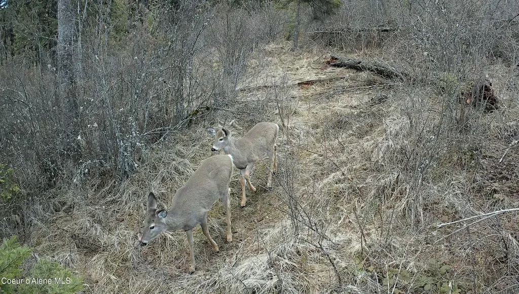 0 Loper Lane Desmet ID 83824