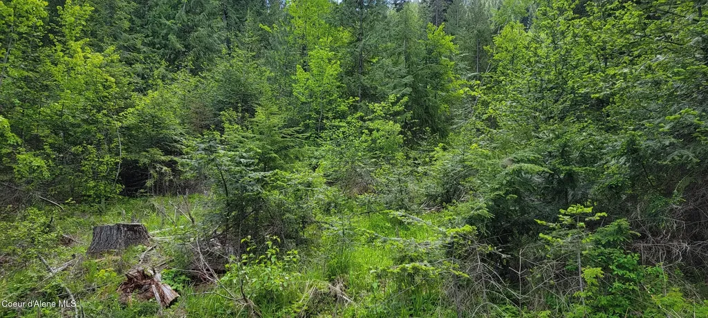 Nna Pup Paw Trail Priest River ID 83856