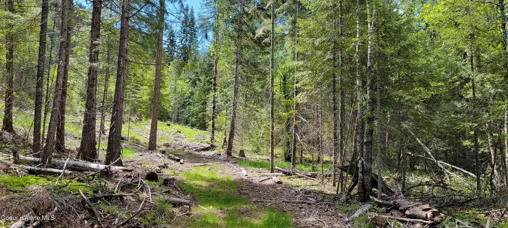 Nna Pup Paw Trail Priest River ID 83856