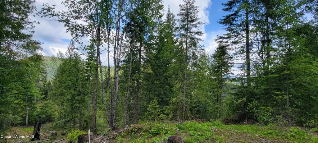 Nna Pup Paw Trail South Priest River ID 83856
