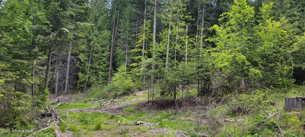 Nna Pup Paw Trail South Priest River ID 83856