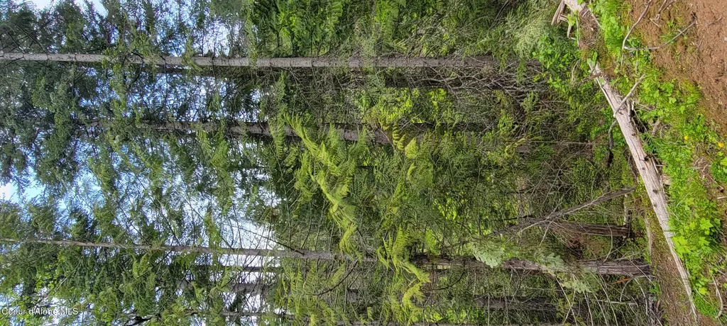 Nna Pup Paw Trail South Priest River ID 83856