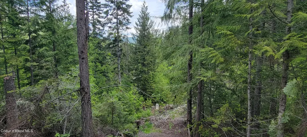 Nna Pup Paw Trail South Priest River ID 83856