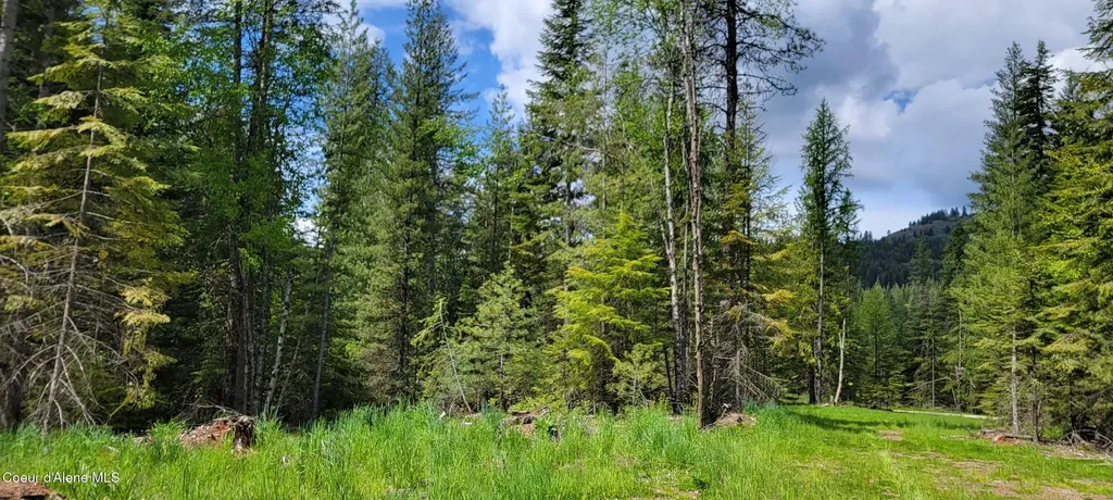 Nna Pup Paw Trail - North Priest River ID 83856
