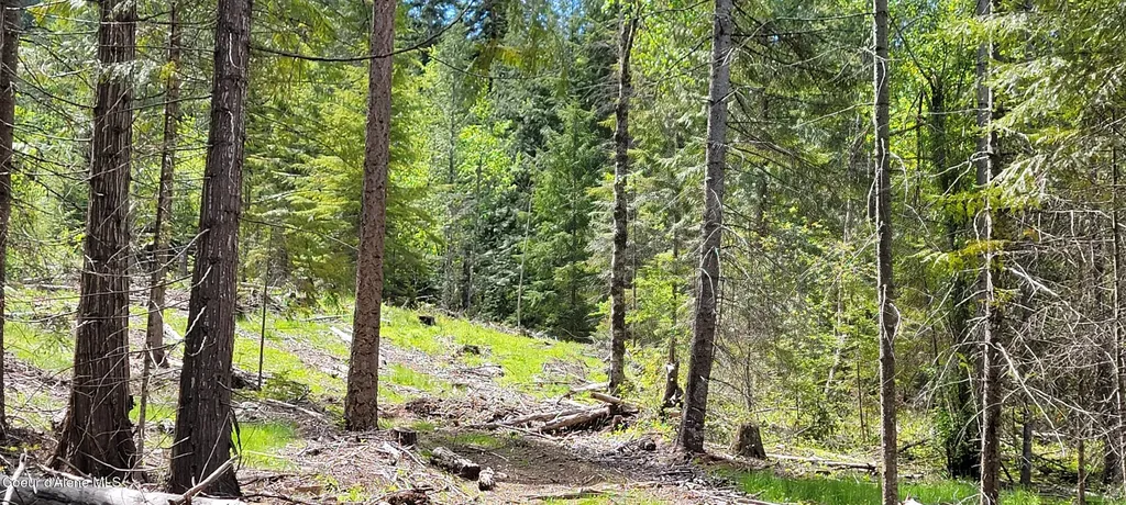 Nna Pup Paw Trail - North Priest River ID 83856