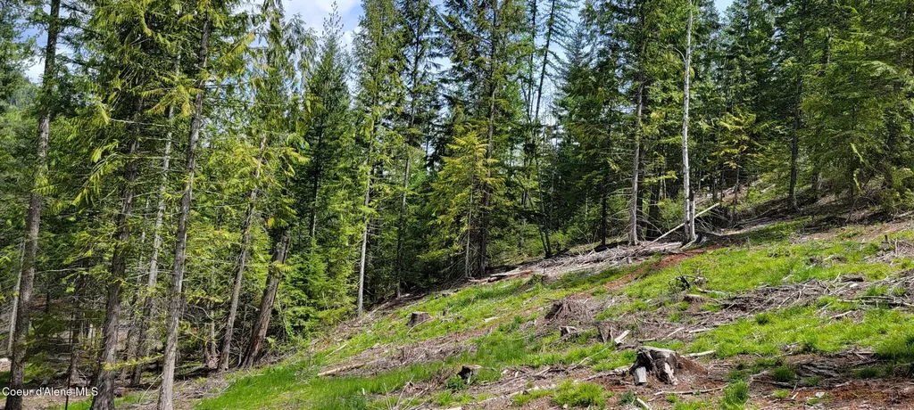 Nna Pup Paw Trail - North Priest River ID 83856