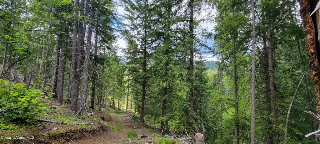 Nna Pup Paw Trail - North Priest River ID 83856