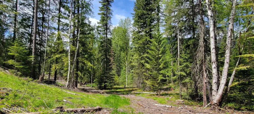 Nna Pup Paw Trail - North Priest River ID 83856