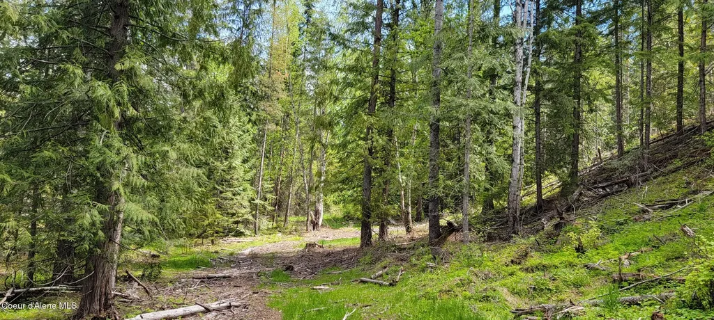 Nna Pup Paw Trail - North Priest River ID 83856