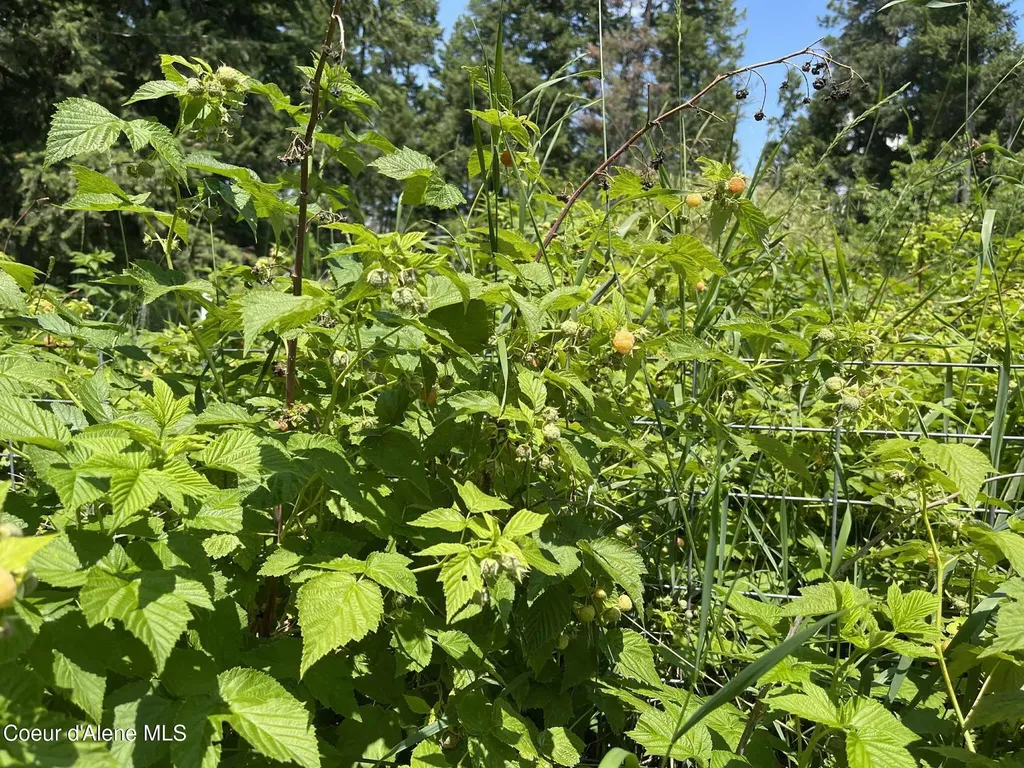 2447 Turner Hill Road Bonners Ferry ID 83805