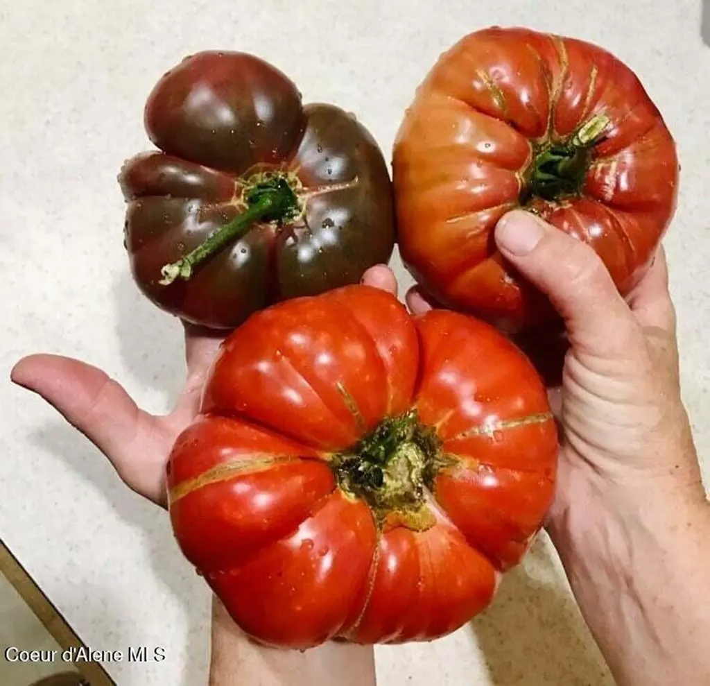 2447 Turner Hill Road Bonners Ferry ID 83805