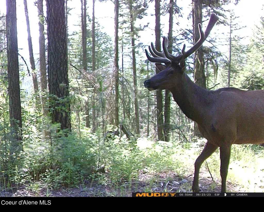8694 Meadow Creek Road Bonners Ferry ID 83805