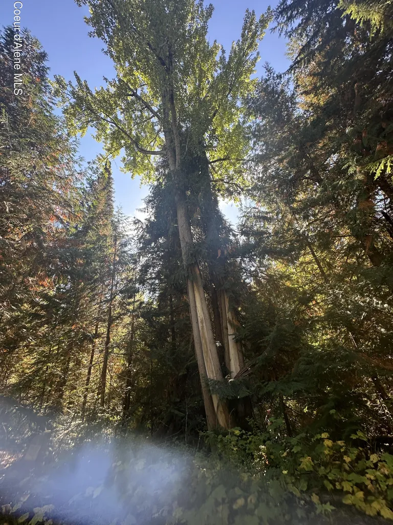 Nka Lot 2 Forty Niner Lane Bonners Ferry ID 83805