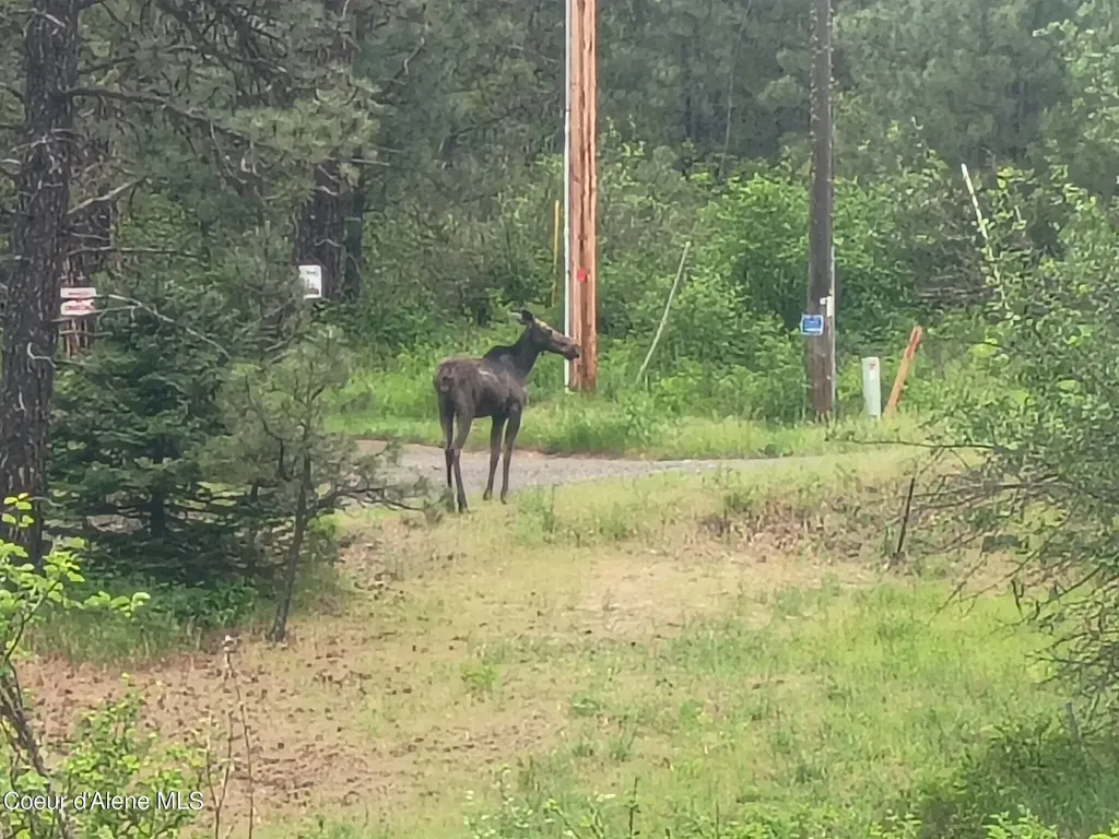 141 Brook Lane Fernwood ID 83830