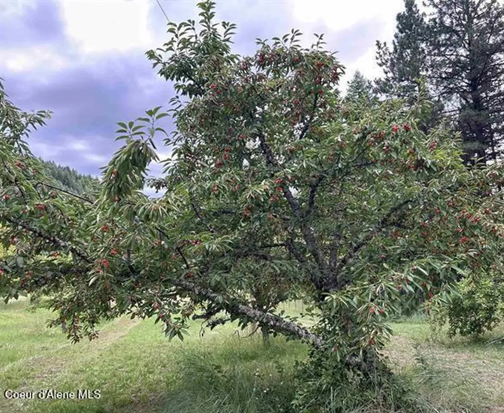 266 Falcon Ridge Road Kooskia ID 83539
