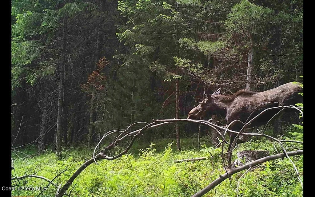 Nna 46 Acres Iron Horse Road Bonners Ferry ID 83805
