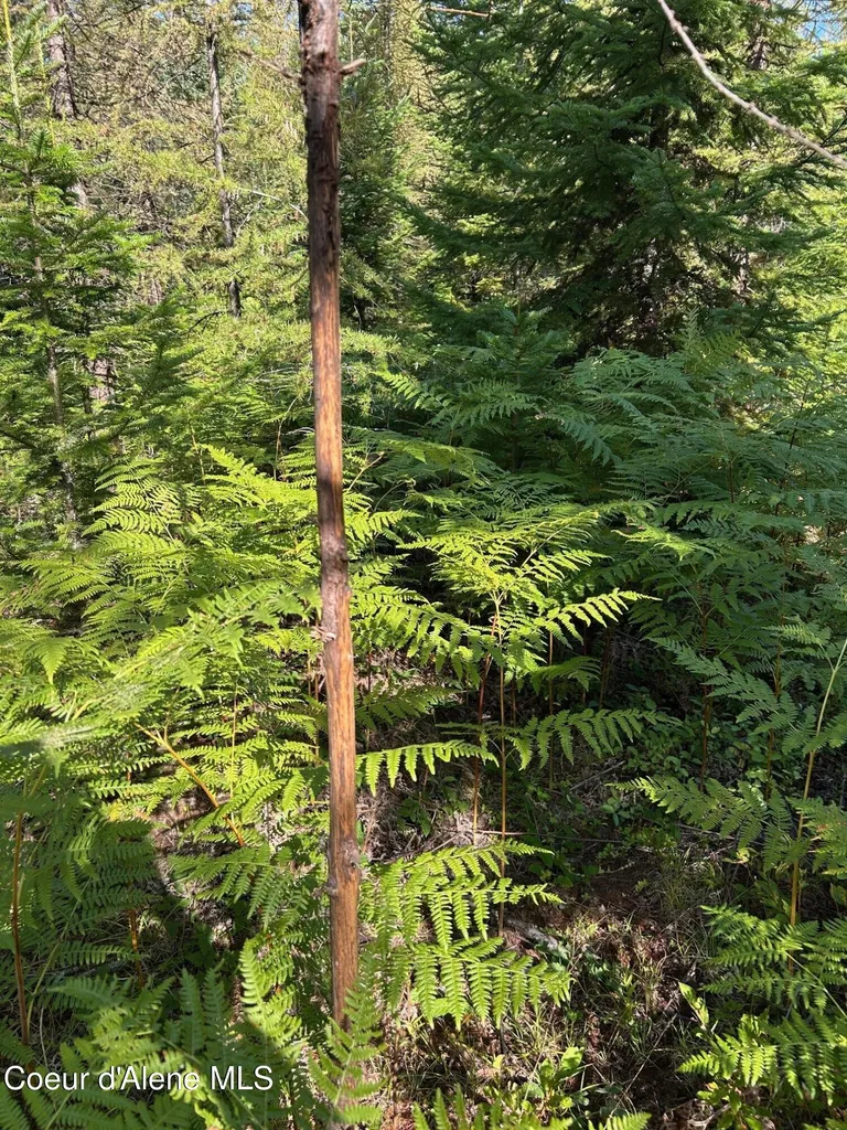 Tract 6 Usfs 2294 Clark Fork ID 83811
