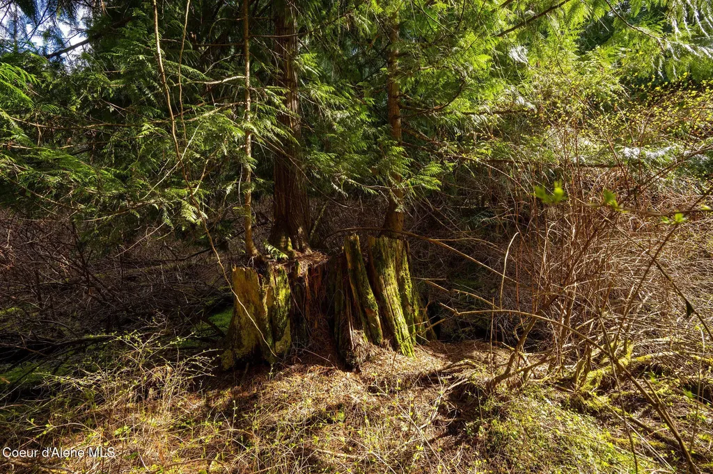Nka Evans Creek Road Medimont ID 83842