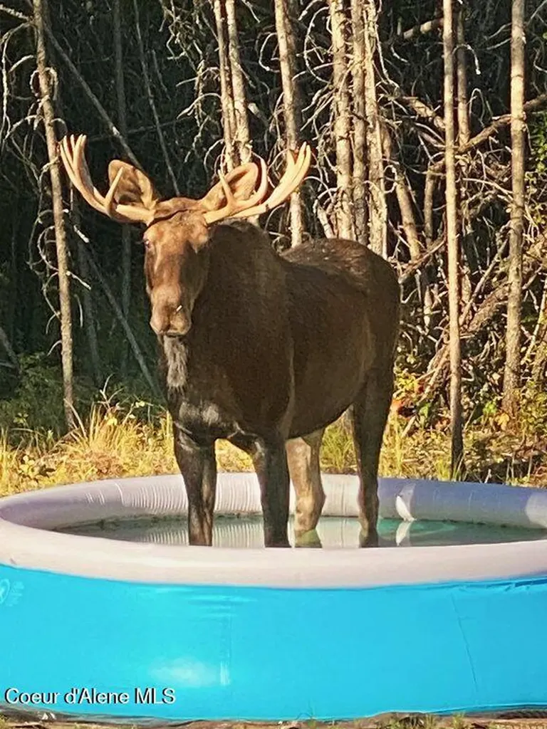 517 Songbird Way Spirit Lake ID 83869