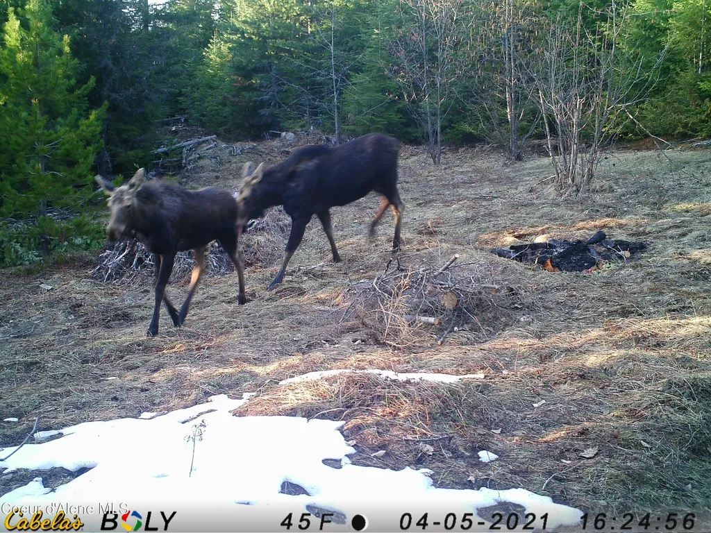 900 Rising Hawk Ridge Sandpoint ID 83864