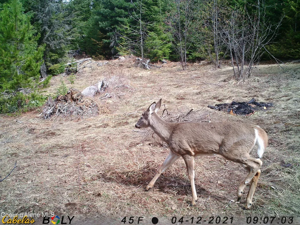 900 Rising Hawk Ridge Sandpoint ID 83864