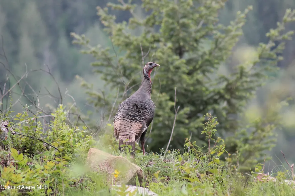 Nna Kirby Mount ( West 5 Acres ) Sandpoint ID 83864
