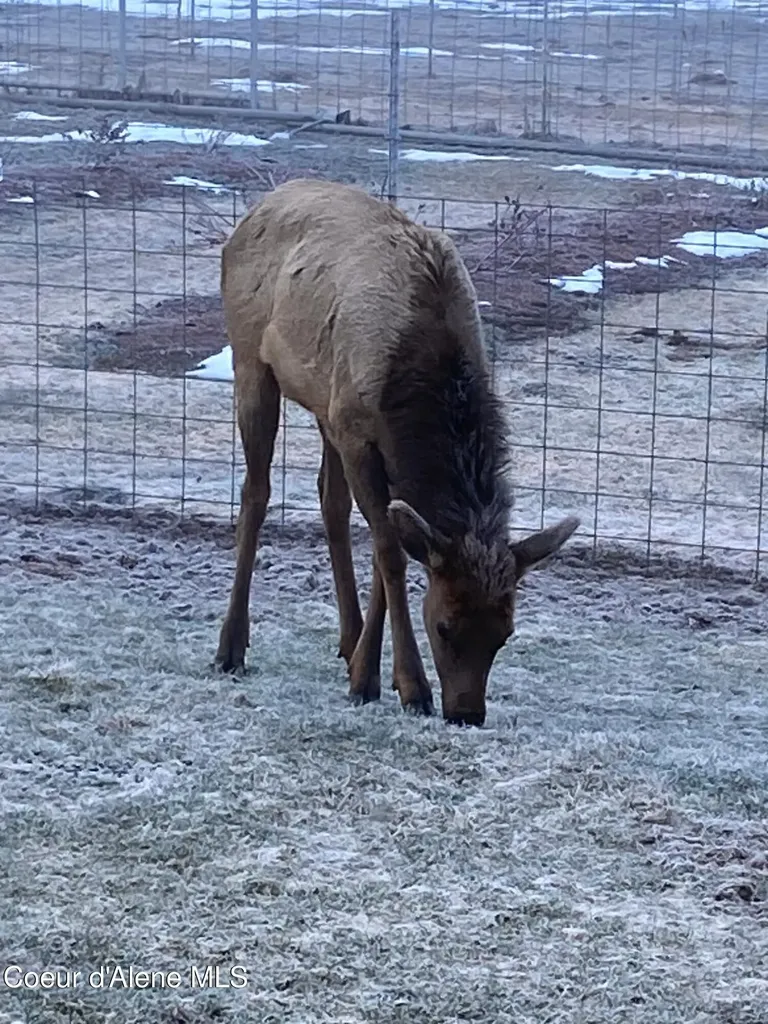 828 W Fork Eagle Creek Road Wallace ID 83873
