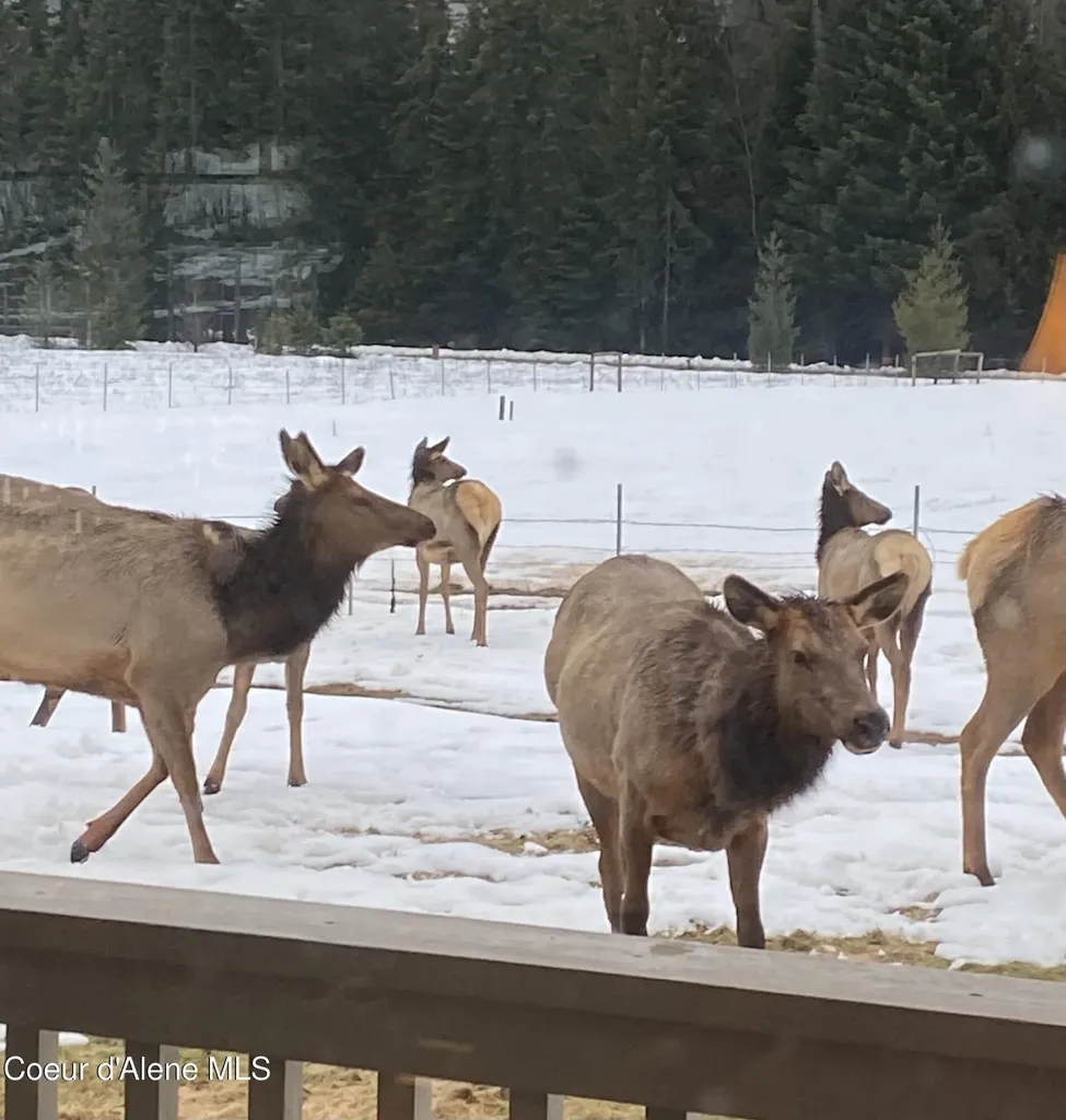 828 W Fork Eagle Creek Road Wallace ID 83873