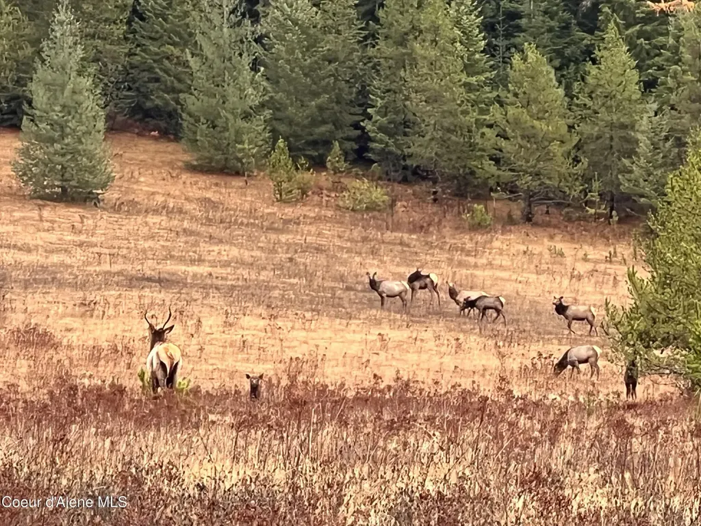 828 W Fork Eagle Creek Road Wallace ID 83873