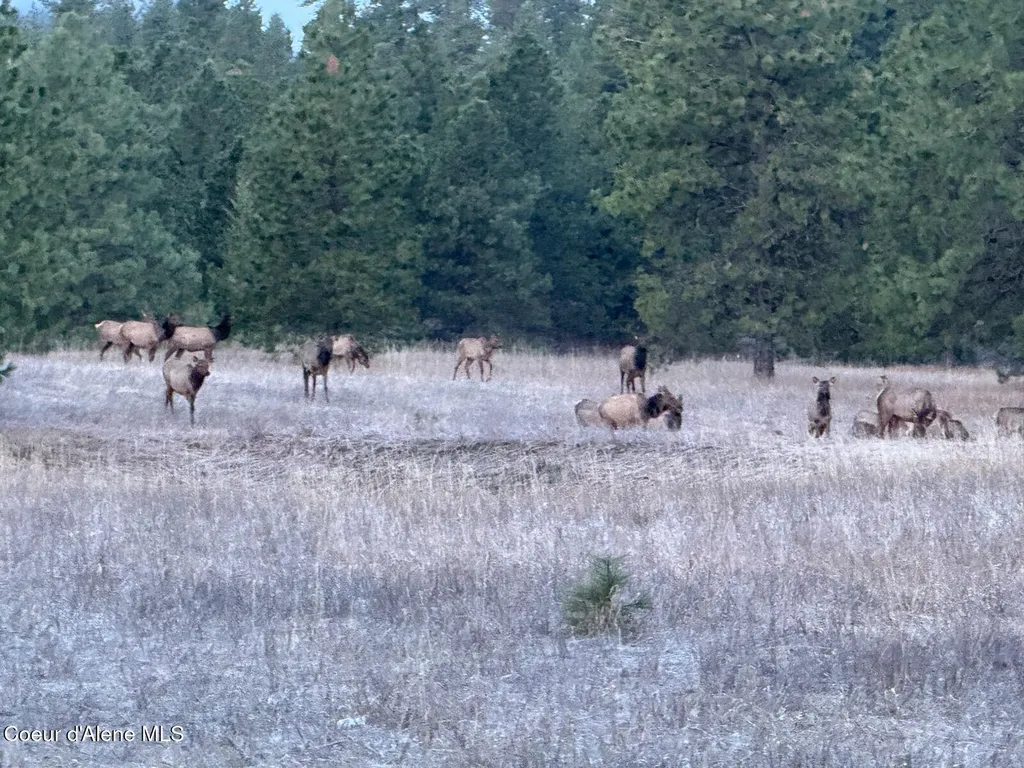 2953 E Badger Road Harrison ID 83833