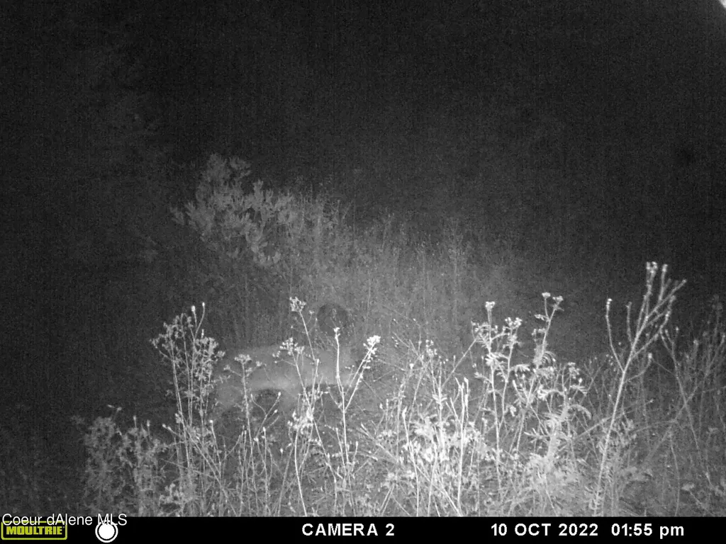 Nka Burke 34.38 Acres Road Wallace ID 83873