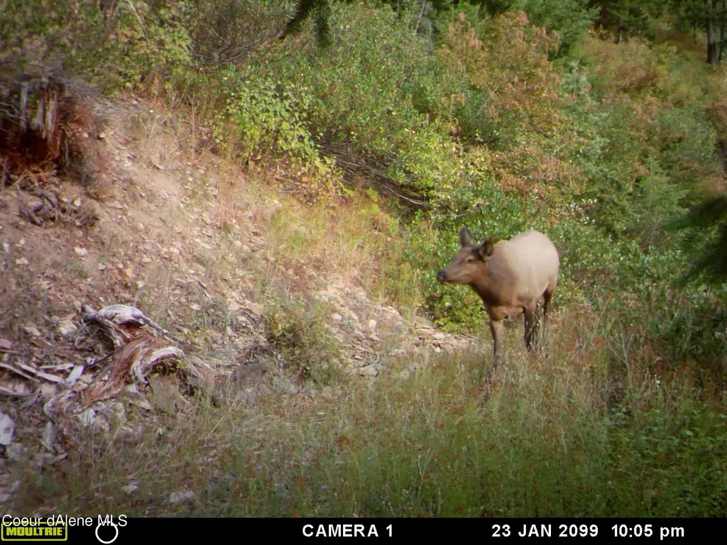 Nka Burke 34.38 Acres Road Wallace ID 83873