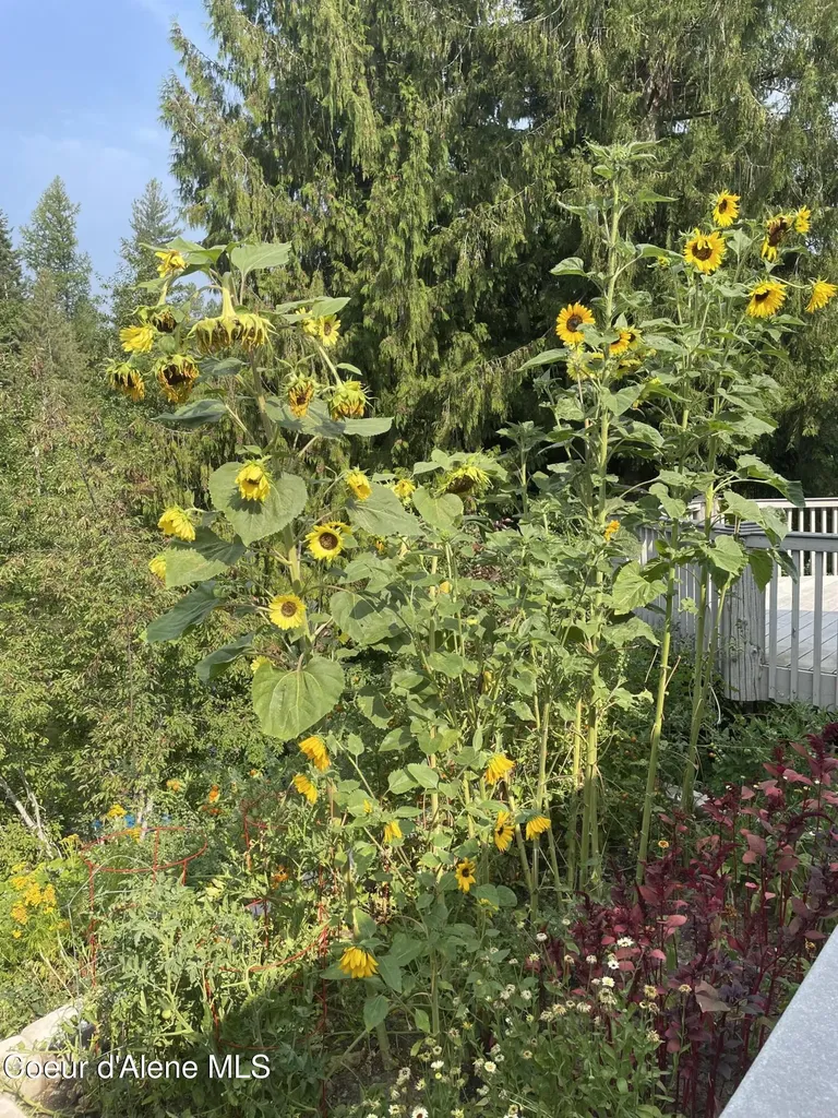 212 Canoe Cove Sandpoint ID 83864