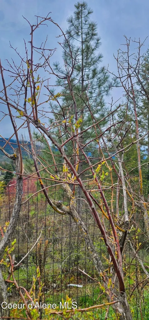 43 Connie Place Moyie Springs ID 83845