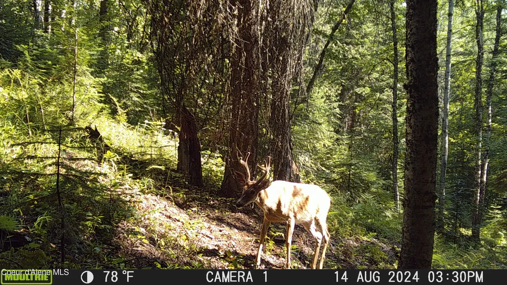 Nka Raven Ridge Sandpoint ID 83864