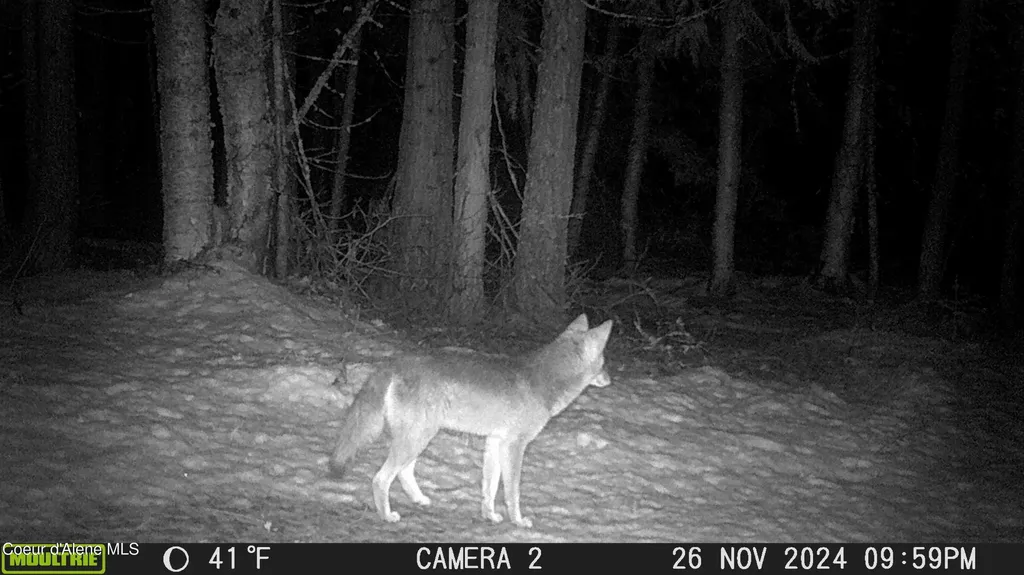 Nka Raven Ridge Sandpoint ID 83864