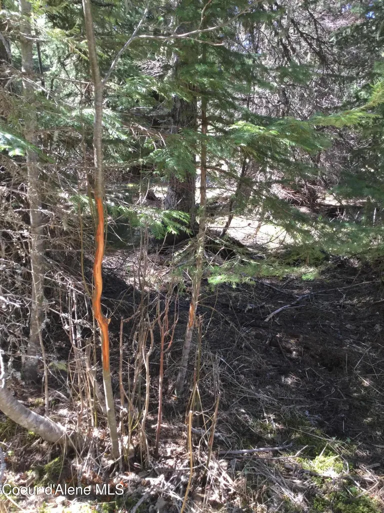 Tyson Creek Road Santa ID 83866