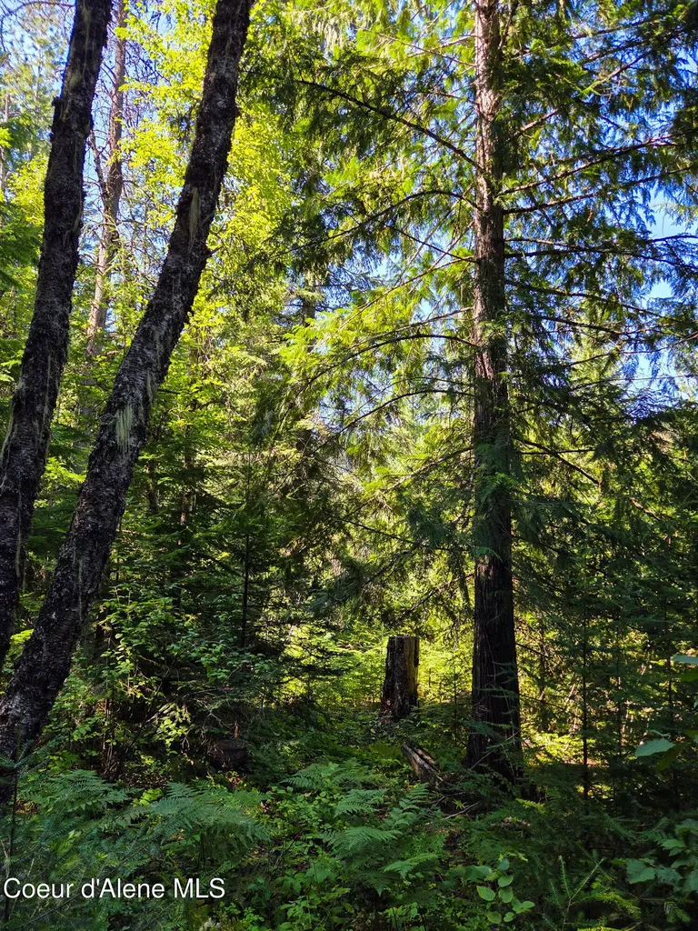 Nna Pup Paw Trail Priest River ID 83856