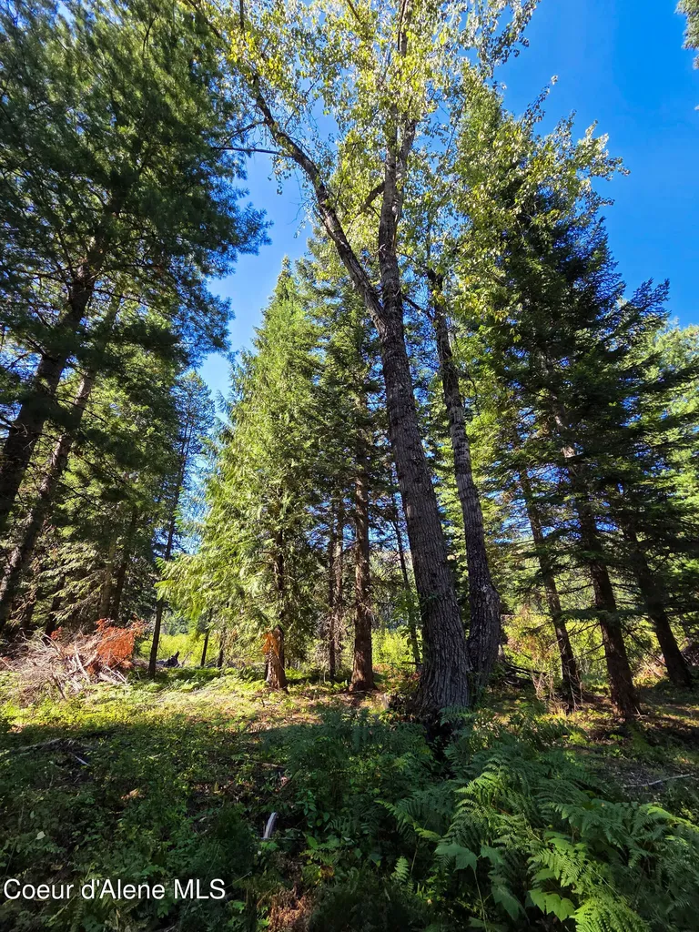 Nna Pup Paw Trail Priest River ID 83856